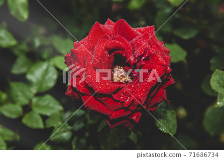 Green nature concept, Fresh green grass and flowers 024 Green nature concept, Fresh green grass and flowers 024 71686734