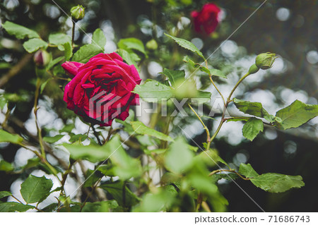 Green nature concept, Fresh green grass and flowers 028 71686743