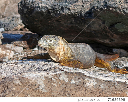 Galapagos Liquiguana 71686896