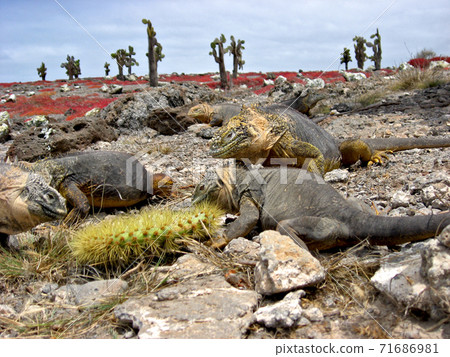 Galapagos Liquiguana 71686981