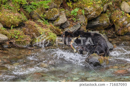Brown bear catching salmon on the Shiretoko Peninsula, Hokkaido October Brown bear catching salmon on the Shiretoko Peninsula, Hokkaido October 71687093