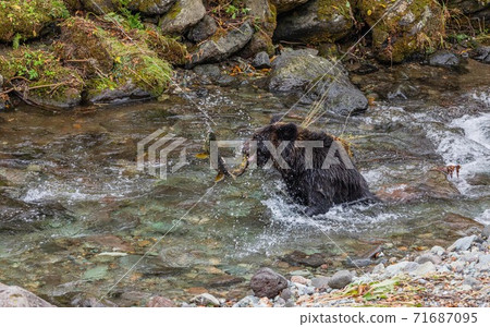 Brown bear catching salmon on the Shiretoko Peninsula, Hokkaido October Brown bear catching salmon on the Shiretoko Peninsula, Hokkaido October 71687095