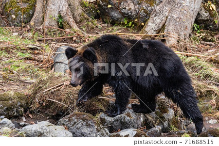 Brown bear looking for salmon on the Shiretoko Peninsula, Hokkaido October Brown bear looking for salmon on the Shiretoko Peninsula, Hokkaido October 71688515