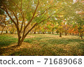 韓國的秋天風景。慶州市陽光，樹木和樹葉 71689068