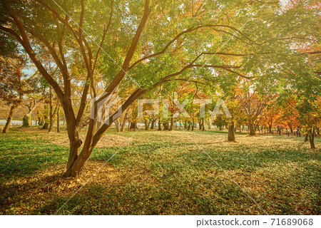 Autumn scenery in Korea. Sunlight, trees and leaves, Gyeongju city 71689068