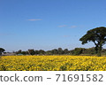 Marigolds, big trees and sky 71691582