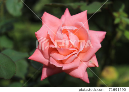 玫瑰玫瑰玫瑰粉紅色漂亮 玫瑰玫瑰玫瑰粉紅色漂亮 71691590