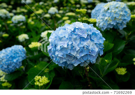 Hydrangea Hydrangea 71692269