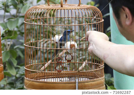 It is a specialty to boast the cry at the bird garden in the park town where bird lovers in Hong Kong gather It is a specialty to boast the cry at the bird garden in the park town where bird lovers in Hong Kong gather 71692287