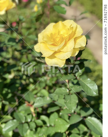 Yellow rose 71692798
