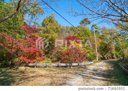 Autumn leaves on the Kurondo Pond hiking course (Osaka Prefectural Forest Kurondo Garden) Autumn leaves on the Kurondo Pond hiking course (Osaka Prefectural Forest Kurondo Garden) 71692931