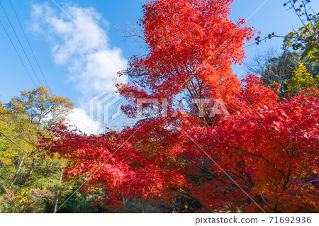 黑倫池塘遠足路線的紅葉（大阪府立森林黑倫花園） 71692936