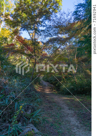 黑倫花園的山路(大阪府立森林黑倫花園) 黑倫花園的山路(大阪府立森林黑倫花園) 71692941