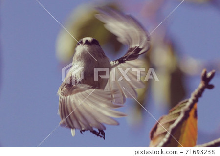 Long-tailed tit dance. 71693238