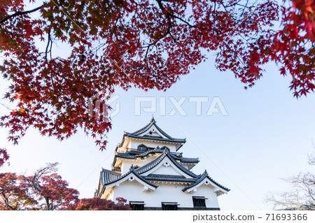 [滋賀縣]彥根城秋天 71693366