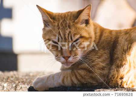 Stray cat squinting Stray cat squinting 71693628