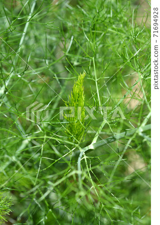 Common fennel Common fennel 71694928