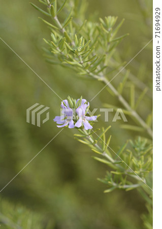 Coastal rosemary 71694929