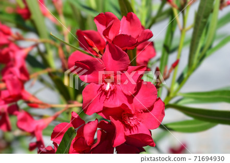 Common oleander Common oleander 71694930