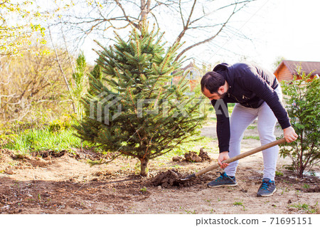 Growing christmas tree in your garden to decorate in winter 71695151
