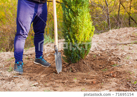 Man after succssesful planting white cedar in his garden 71695154