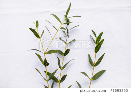 Green eucalyptus leaves on sprigs, white background Green eucalyptus leaves on sprigs, white background 71695260