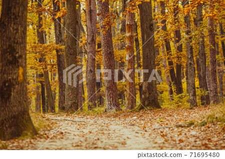 The peaceful morning in the autumn forest The peaceful morning in the autumn forest 71695480