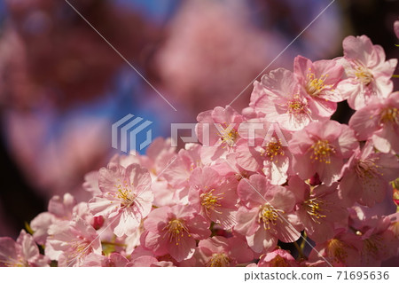Kawazu cherry tree Kawazu cherry tree 71695636