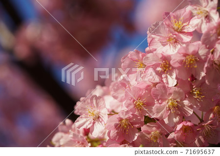 Kawazu cherry tree Kawazu cherry tree 71695637