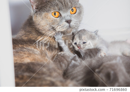 Young recent mom needs help and support 71696860