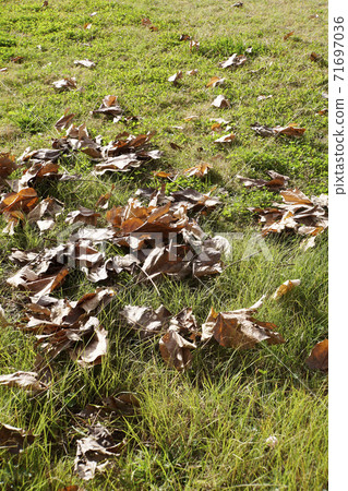 Fallen leaves of brown Aogiri Fallen leaves of brown Aogiri 71697036