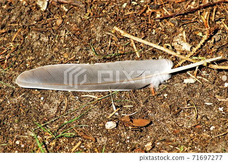 gray feather on brown earth as a close-up 71697277