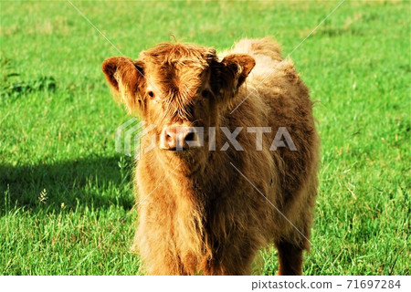 Head of a galloway calf as a portrait 71697284