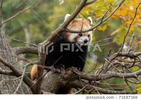 Red panda climbing a tree Red panda climbing a tree 71697366