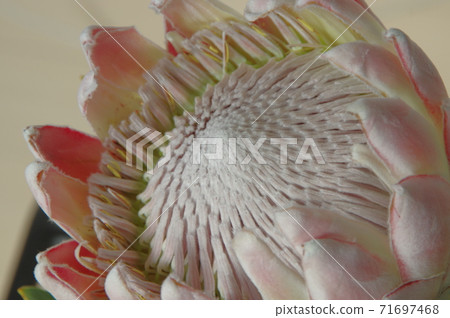 南非國花,國王普羅蒂亞與大冠 南非國花,國王普羅蒂亞與大冠 71697468