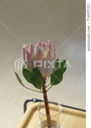 南非國花,國王普羅蒂亞與大冠 南非國花,國王普羅蒂亞與大冠 71697522
