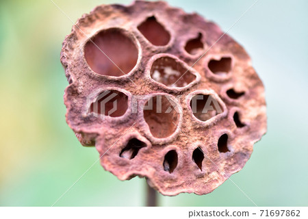 Withered lotus flower trunk 71697862