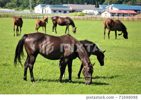 Thoroughbred Thoroughbred 71698098