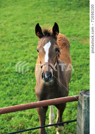 純種 純種 71698100