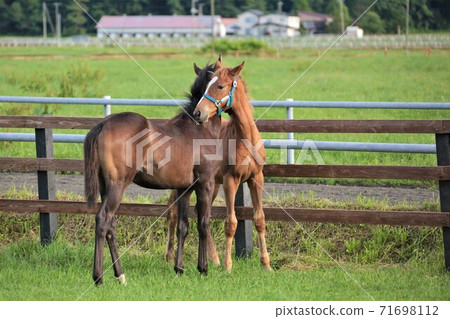 Thoroughbred Thoroughbred 71698112