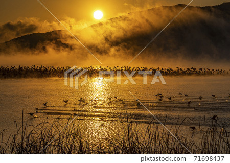 The misty morning by the river The misty morning by the river 71698437