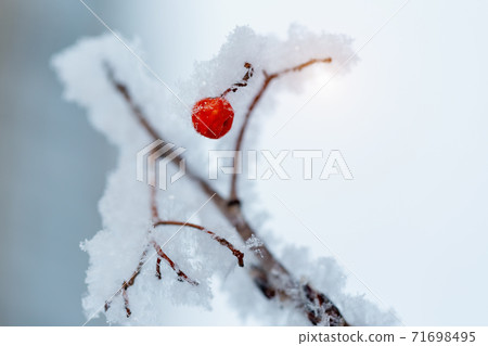 Red rawanberry covered with snow in winter day Red rawanberry covered with snow in winter day 71698495