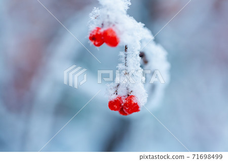 Red rawanberry covered with snow in winter day Red rawanberry covered with snow in winter day 71698499
