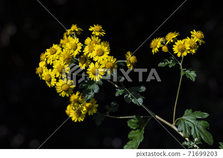 Autumn flowers and landscape 71699203