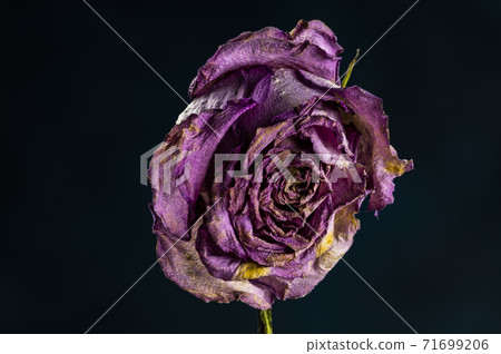 Autumn flowers and landscape 71699206