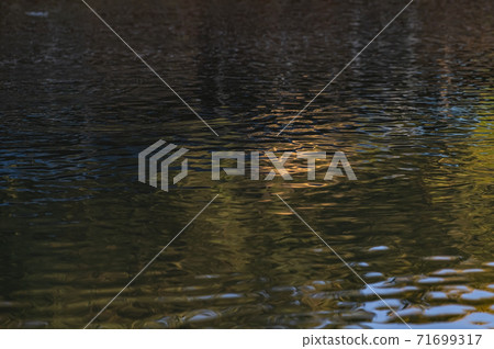 秋河和魚 秋河和魚 71699317