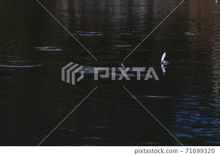 秋河和魚 秋河和魚 71699320