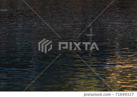 秋河和魚 秋河和魚 71699327