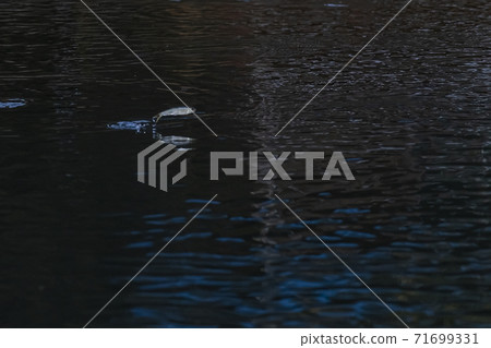 秋河和魚 秋河和魚 71699331