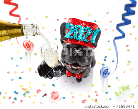 happy new year dog celberation 71699471